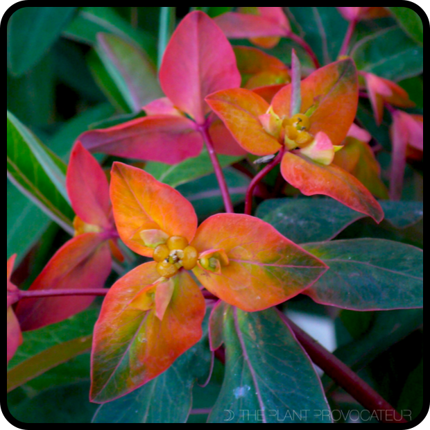 Euphorbia griffithii 'Fireglow' bract profile