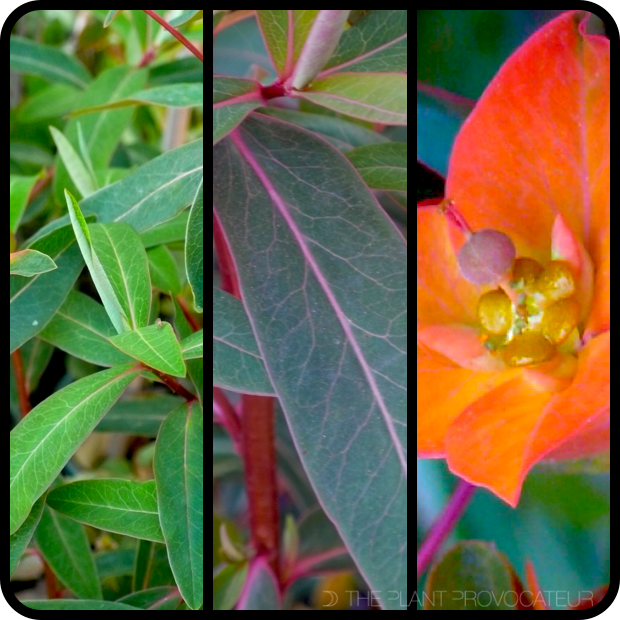 Euphorbia griffithii 'Fireglow' foliage + flower