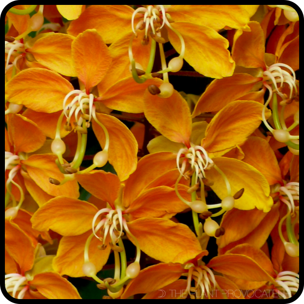 Cassia brewsteri floral profile