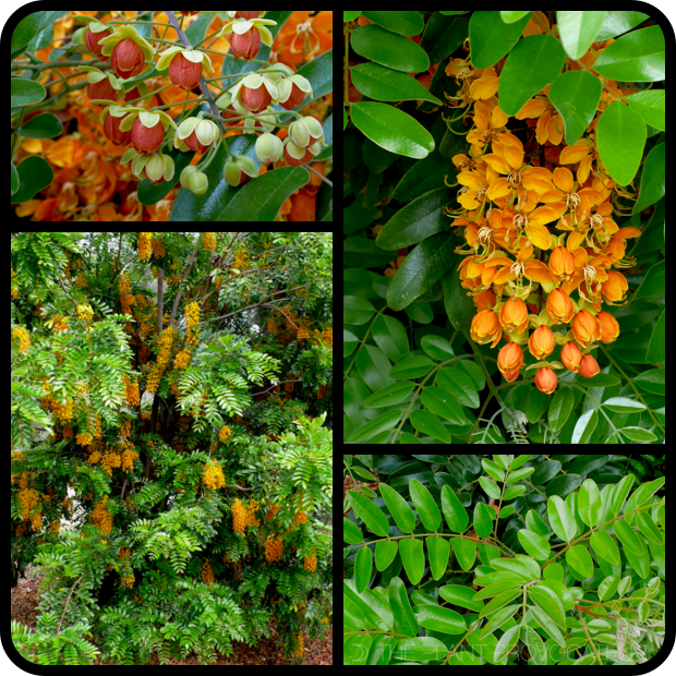 Cassia brewsteri flower + form + foliage