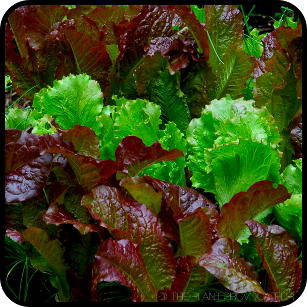 Homegrown Salad Lettuce Leaves