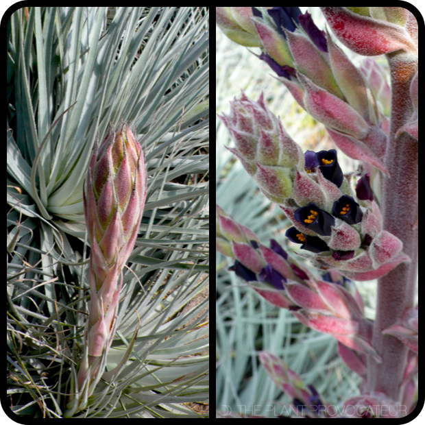 Puya coerulea var. coerulea bud + flower