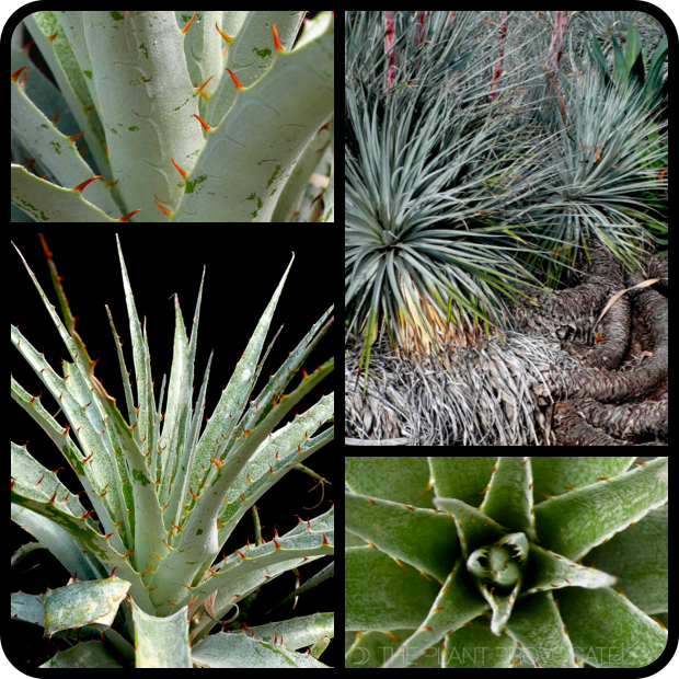 Puya coerulea var. coerulea form + foliage