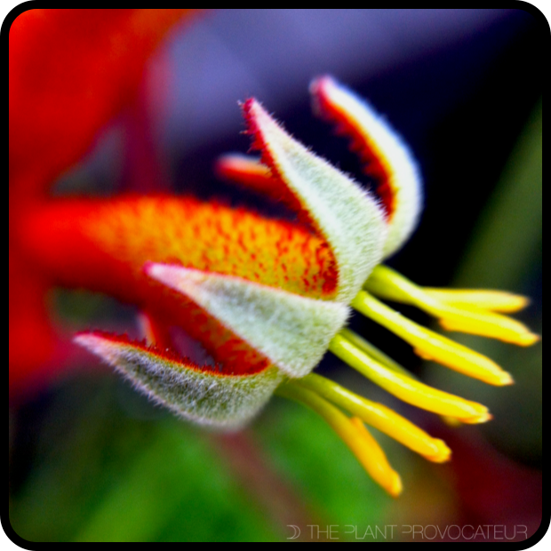 Anigozanthos 'Amber Velvet' bloom detail