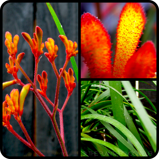 Anigozanthos 'Amber Velvet' form + flower +foliage