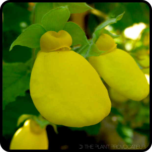 Calceolaria tomentosa floral profile