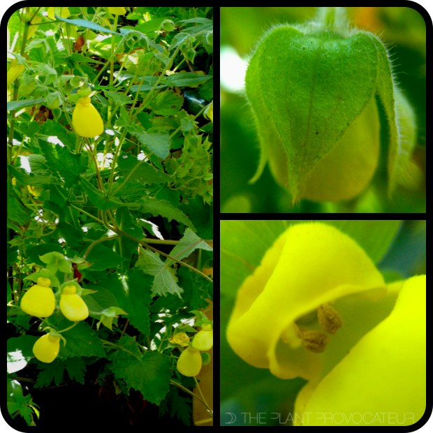 Calceolaria tomentosa form + flower detail