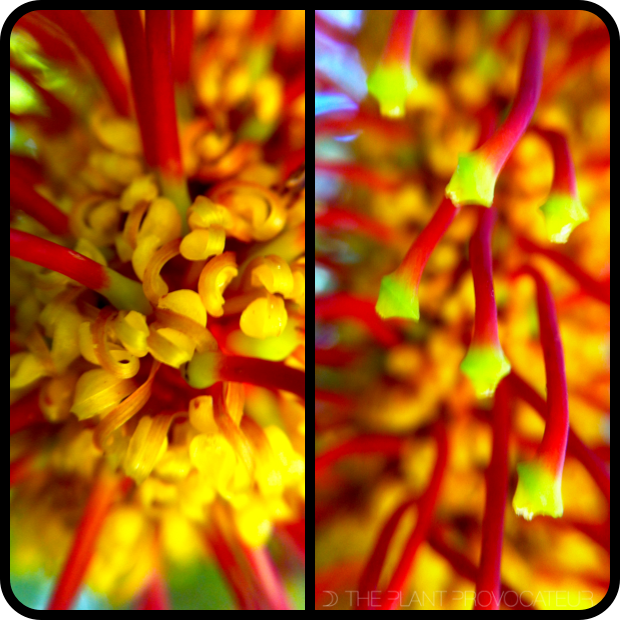 Hakea archaeoides floral detail