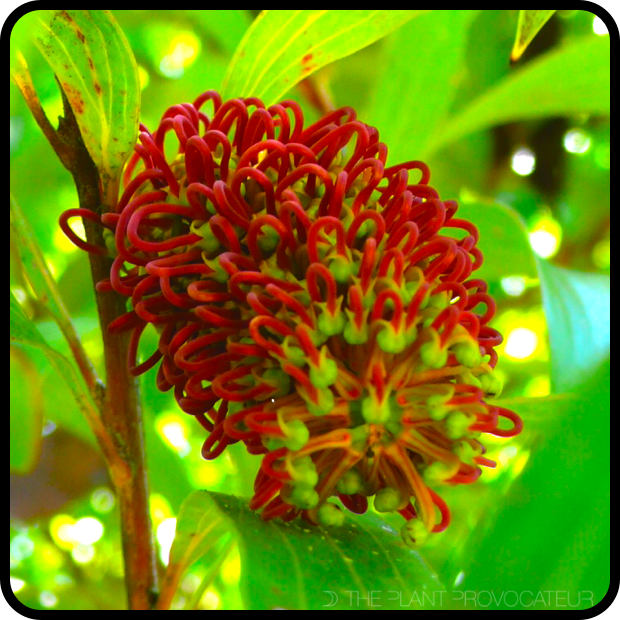 Hakea archaeoides floral profile