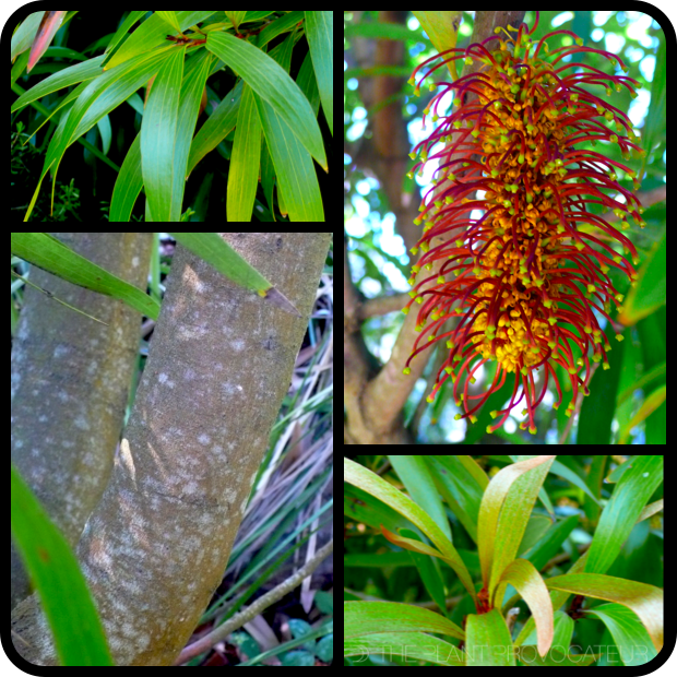 Hakea archaeoides foliage + flower + color