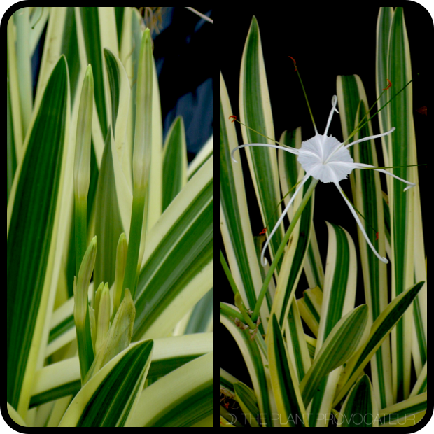 Hymenocallis caribaea 'Variegata' bud + bloom