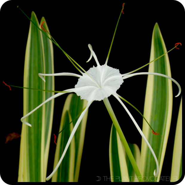 Hymenocallis caribaea 'Variegata' floral profile