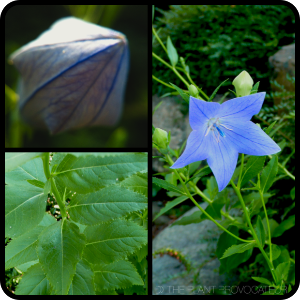 Platycodon grandiflorus balloon bud + form + foliage