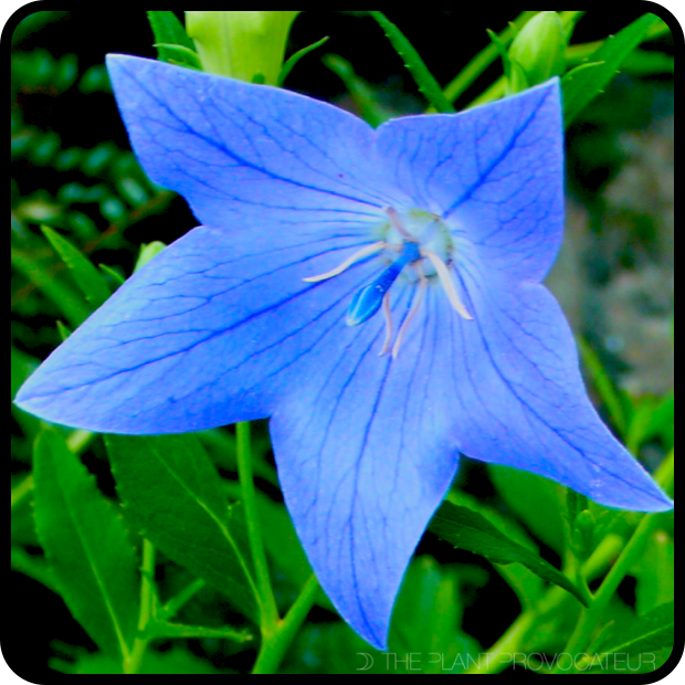 Platycodon grandiflorus floral profile