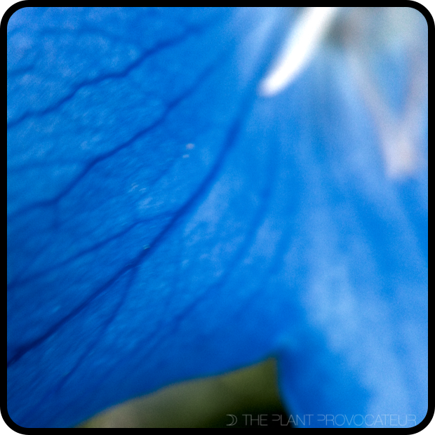 Platycodon grandiflorus petal detail