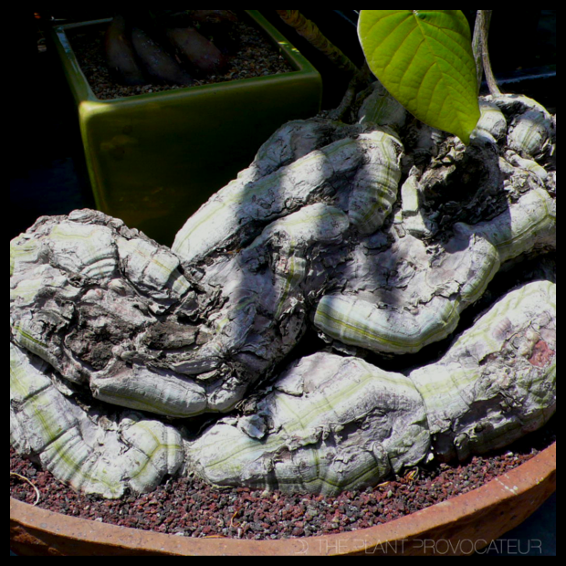 Pseudobombax ellipticum 'Album' caudex bonsai