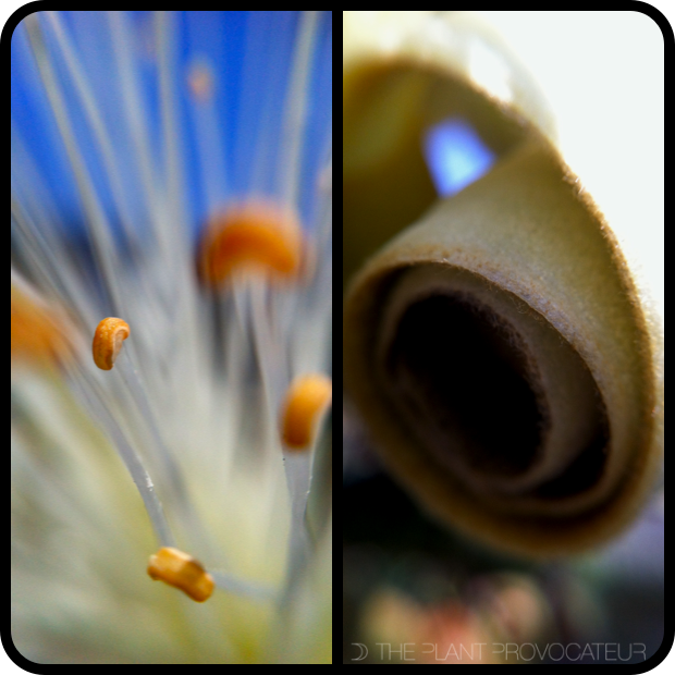 Pseudobombax ellipticum 'Album' floral detail