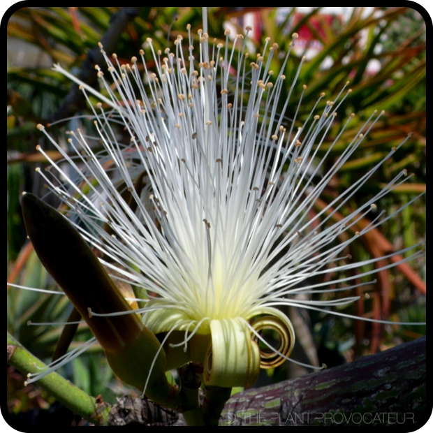 Pseudobombax ellipticum 'Album' floral profile