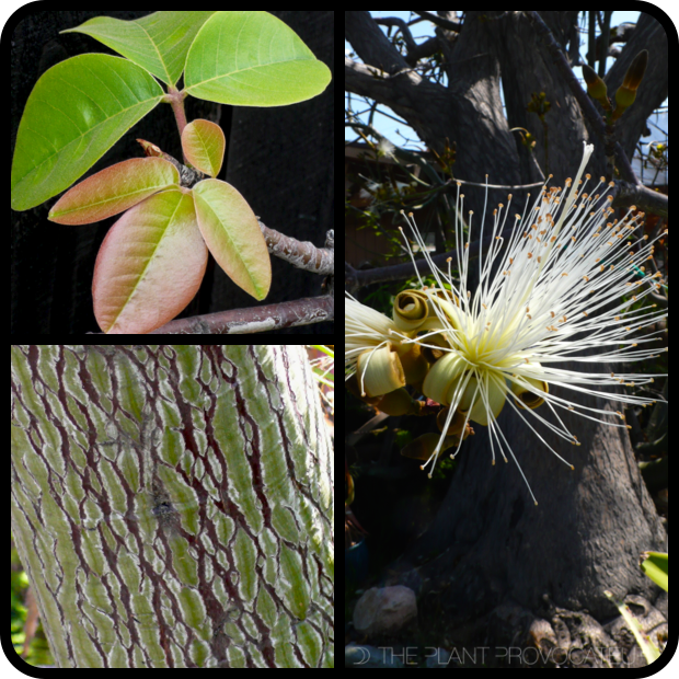 Pseudobombax ellipticum 'Album' foliage + form + bark