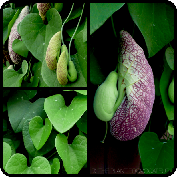 Aristolochia gigantea details