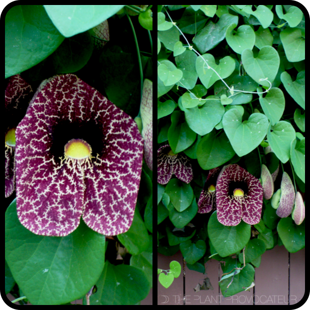 Aristolochia gigantea floral profile