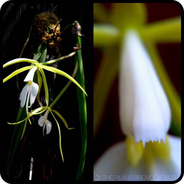 Epidendrum parkinsonianum details