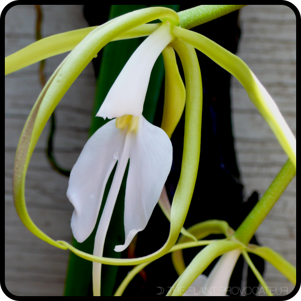 Epidendrum parkinsonianum floral profile