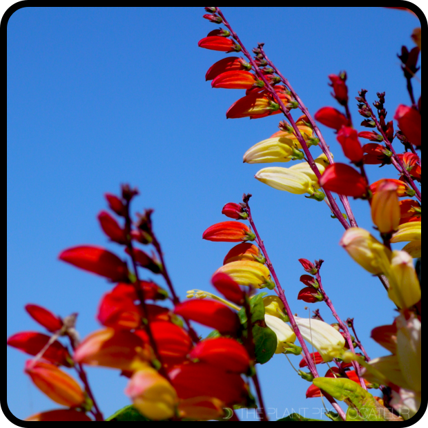 Mina lobata floral profile