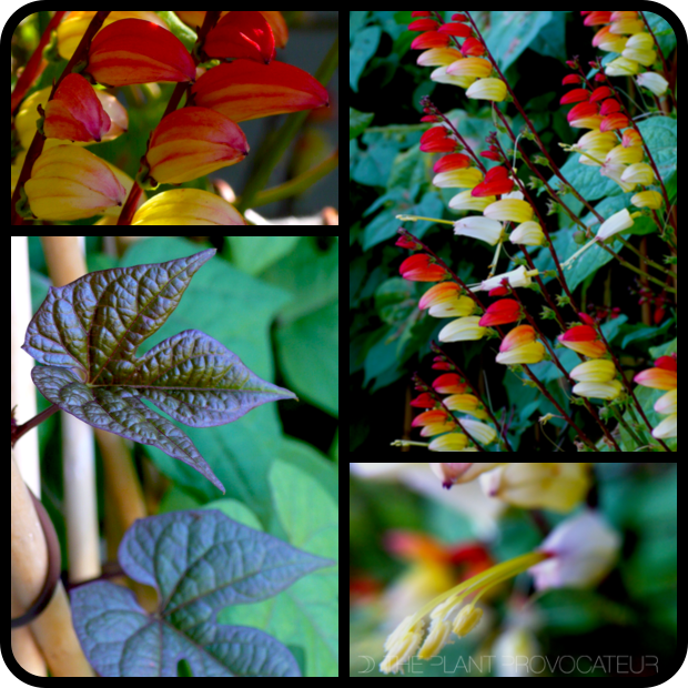 Mina lobata flower + form + foliage