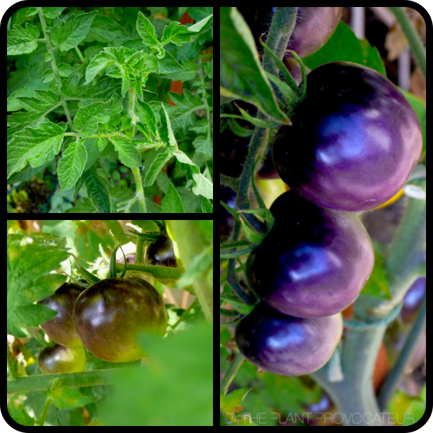 Tomato 'Bosque Blue' foliage + fruit