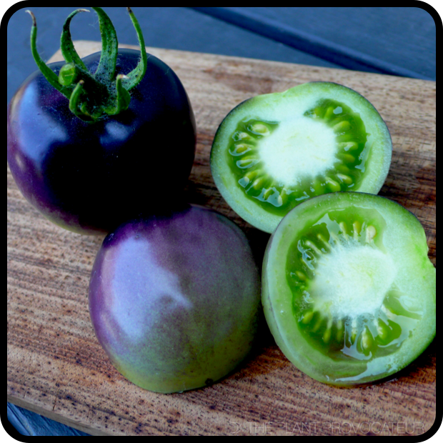 Tomato 'Bosque Blue' fruit detail