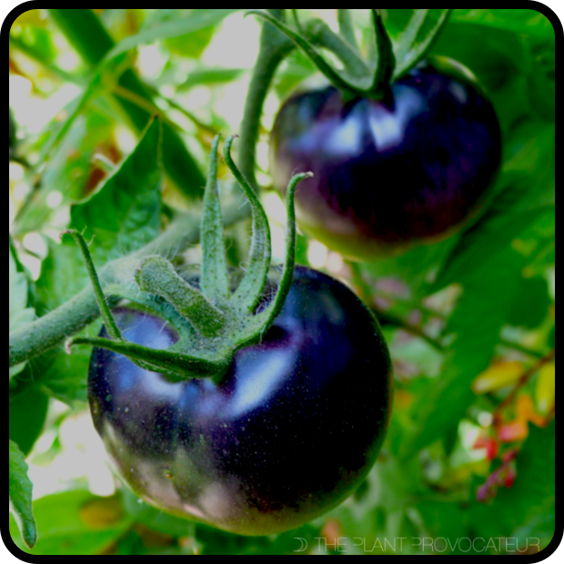 Tomato 'Bosque Blue' fruit profile