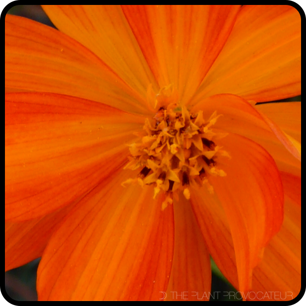 Cosmos sulphureus floral petal detail