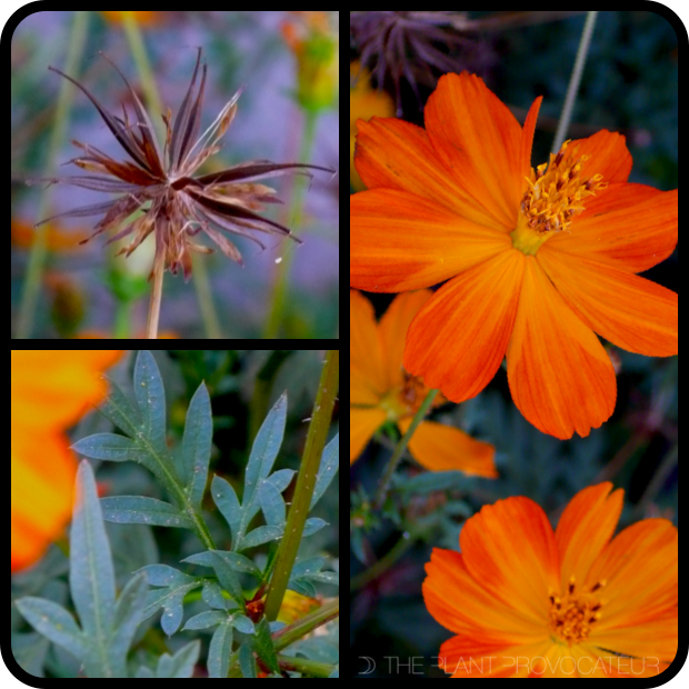 Cosmos sulphureus seed + flower + foliage