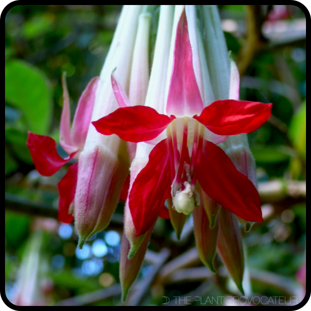 Fuchsia boliviana 'Alba' floral detail