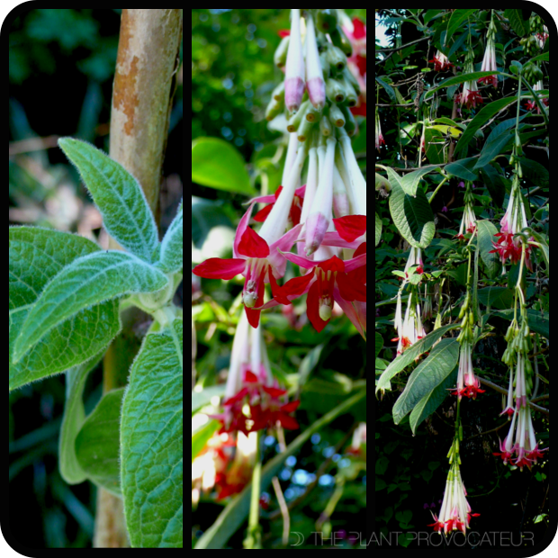 Fuchsia boliviana foliage + flower + form