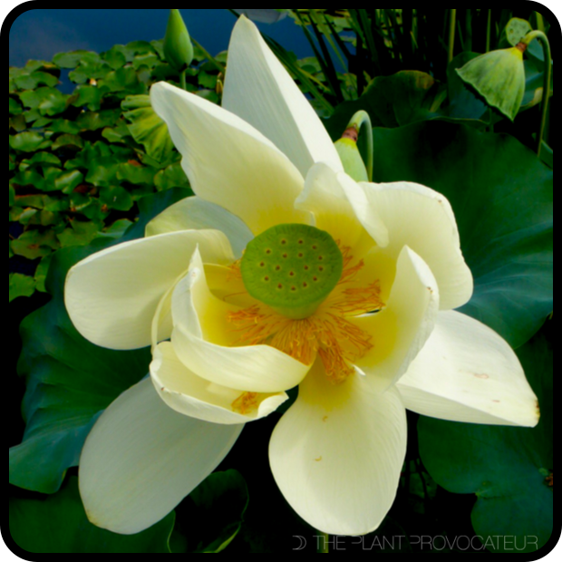 Nelumbo nucifera floral profile