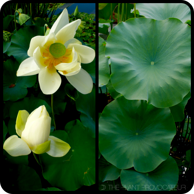 Nelumbo nucifera foliage + flower