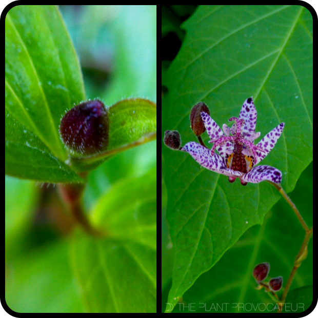 Tricyrtis formasana var. stolonifera bud + bloom