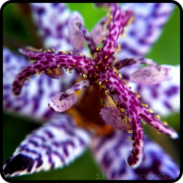 Tricyrtis formosana var. stolonifera floral detail