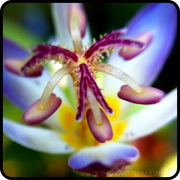 Tricyrtis hirta 'Tojen' floral detail