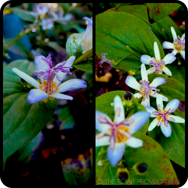 Tricyrtis hirta 'Tojen' flower + foliage + form