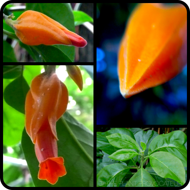 Juanulloa mexicana bud + foliage + flower