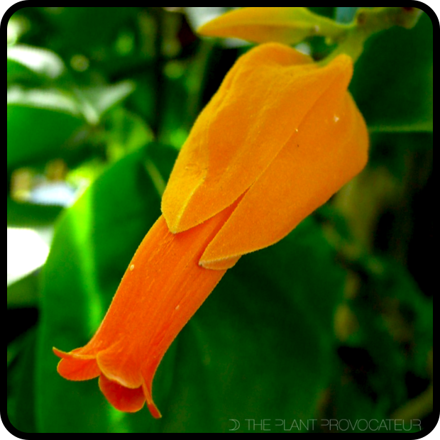 Juanulloa mexicana floral detail