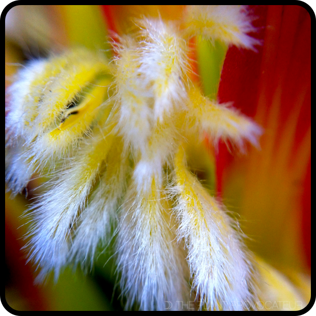 Mimetes cucullatus floral detail