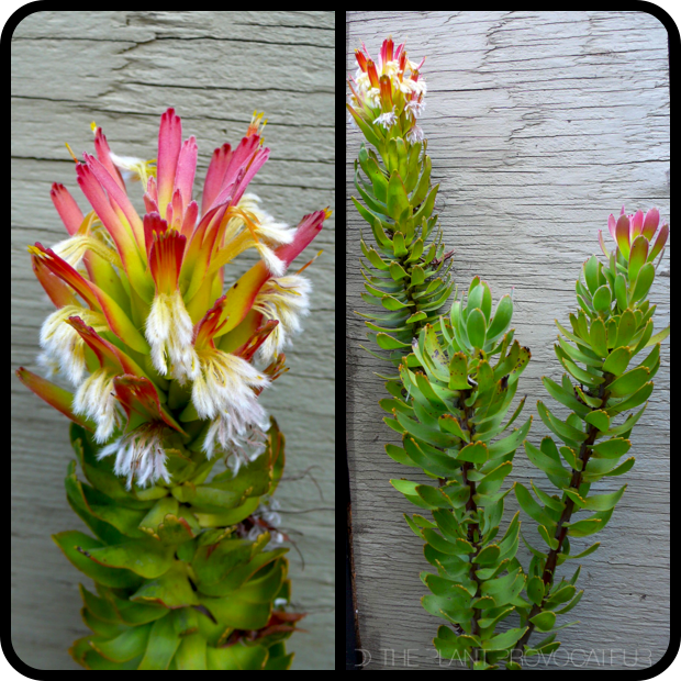 Mimetes cucullatus flower + form