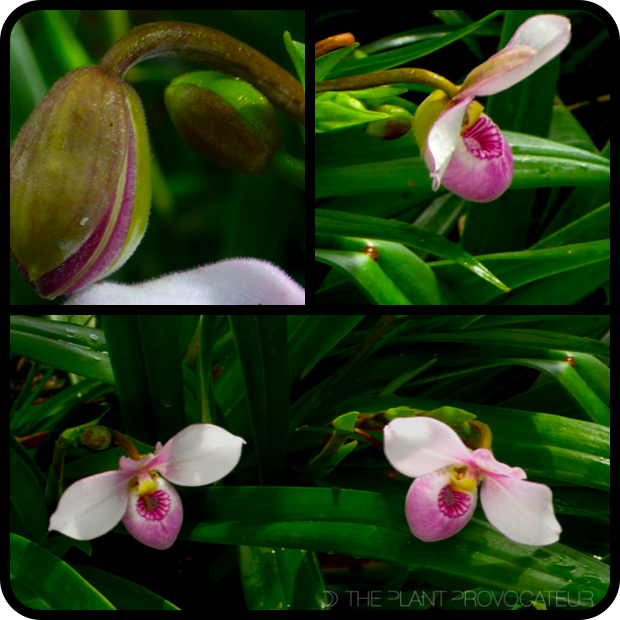 Phragmipedium schlimii bud + flower + foliage