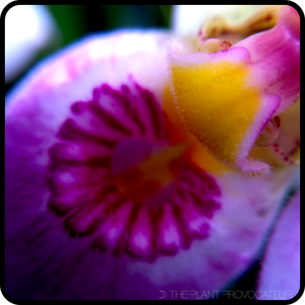 Phragmipedium schlimii floral detail