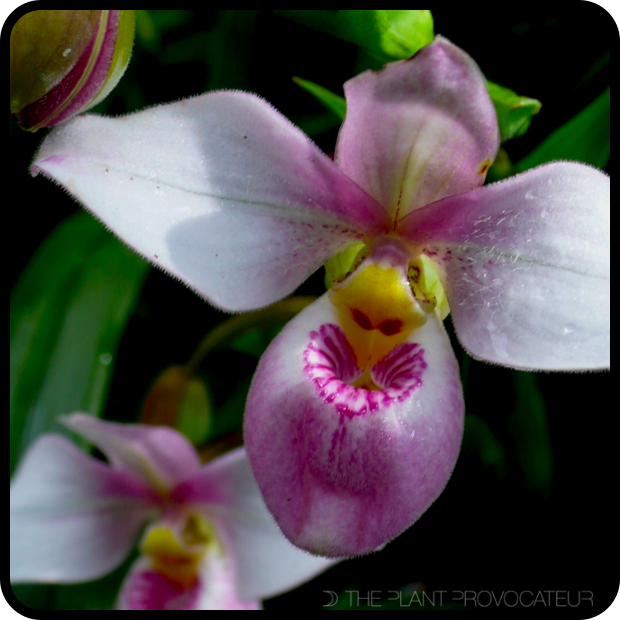 Phragmipedium schlimii floral profile