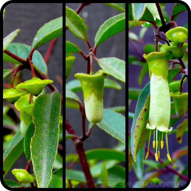 Correa baeuerlenii bud + flower formation